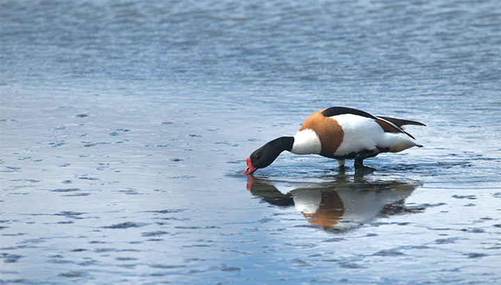 Oiseaux et plantes du marais de Pampin
